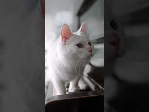 Cute Cat🐈 Playing With Piano 😍| Cute Cats| Animals Lover| #animals #cats #cuteanimals #short #reels