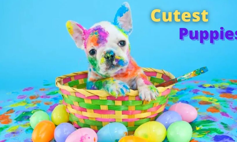 Cute Puppies Compilation - The Cutest Animals EVER!