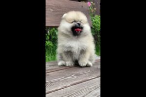 🐶Cute Puppies Doing Funny Things 2022🐶 #01 Cutest Dogs