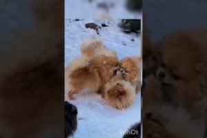 Cutest  Puppies Fight | Puppies Fight | Cute and Funny  Video | Abc Animals unique video ever