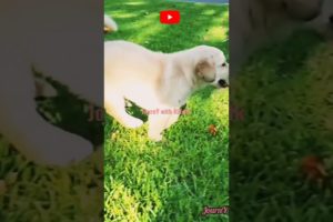 Cutest Puppy#shorts #youtubeshorts #viralvideo #puppylove #puppy