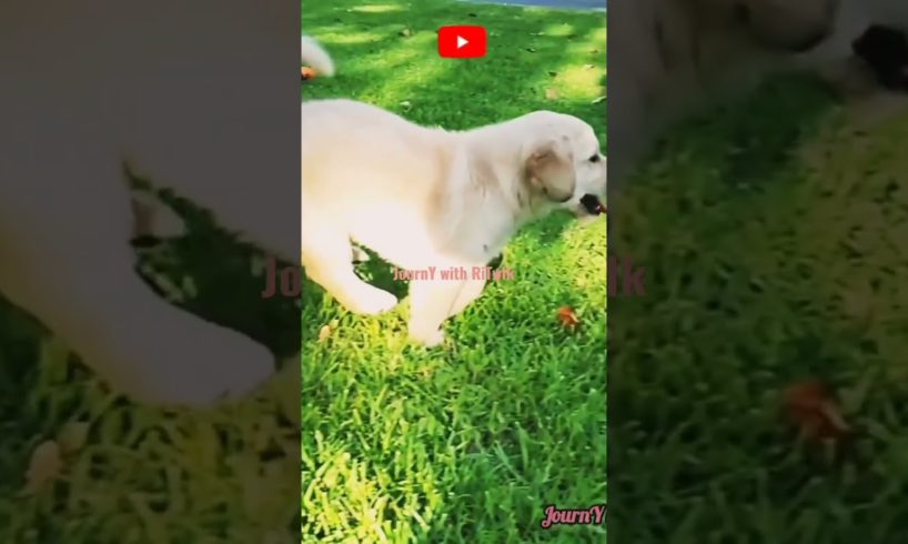 Cutest Puppy#shorts #youtubeshorts #viralvideo #puppylove #puppy