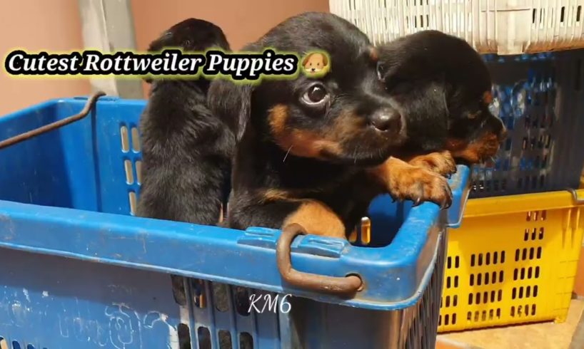 #Daddy&Mommy of Rottweilers Puppies$% ##SHORT#Smilling A Little Cutest Puppies #Happy #Sunshine Day