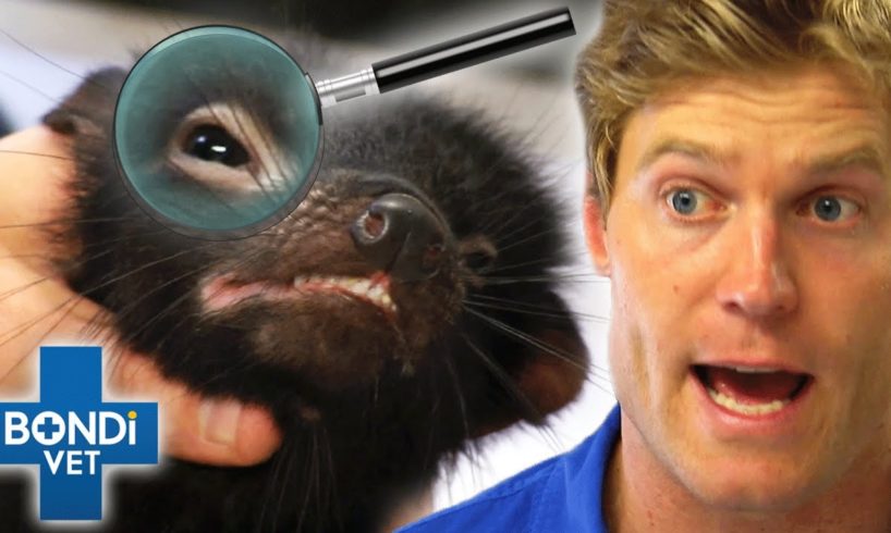 Detective Vets! - Can YOU Solve These True Pet Mysteries?🕵️‍♂️ | Bondi Vet Compilation | Bondi Vet