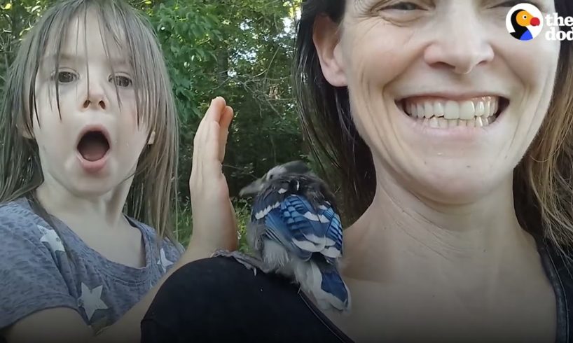 Family Rescues A Baby Blue Jay | The Dodo Little But Fierce