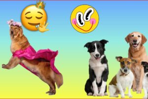 Funny Cute Dogs Video |Cute Puppies Doing Funny Things 2022 |Funny Puppy Video 2022 |Best Video 2022