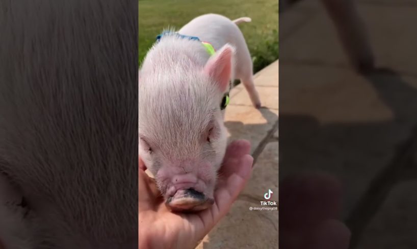 Funny animals compilation #animals #funnycats #funnyanimals #cats #sogs #pig #hedgehog #shorts