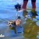 Gato está obsesionado con el océano | Cat Crazy | El Dodo