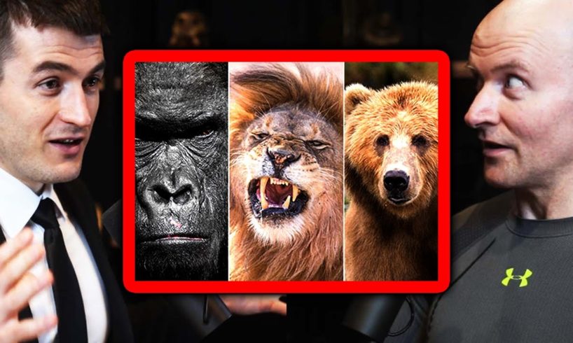 Gorilla vs Lion vs Bear: Who Wins? | John Danaher and Lex Fridman