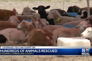 Hundreds of rescued animals now in quarantine, awaiting exam by veterinarians