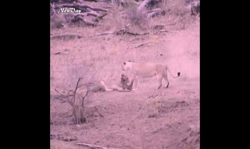 Hungry Lion Rescues a Warthog