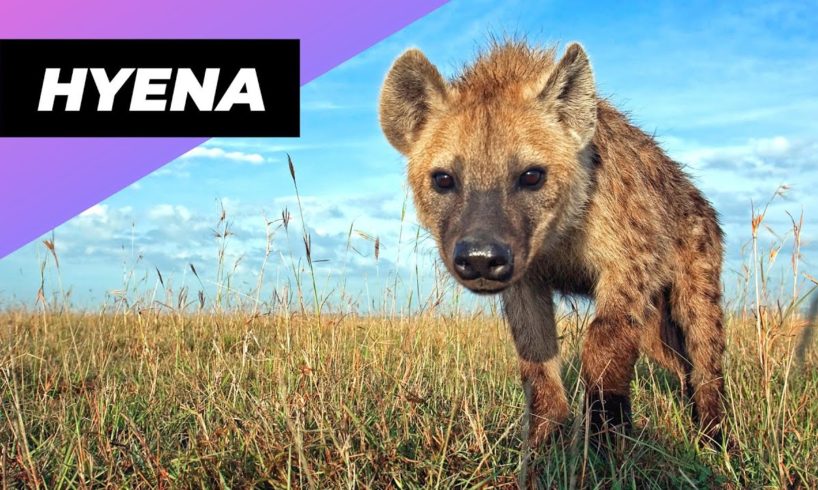 Hyena 🐻 One Of The Cutest But Dangerous Animals In The World #shorts