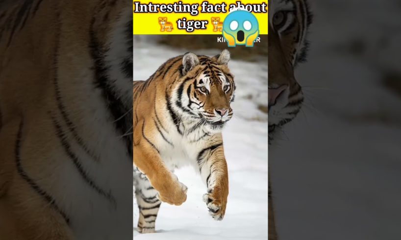 INTRESTING FACT ABOUT TIGER || खतरनाख बाघ का सच⚠️☠️  🐅 😱 #shorts