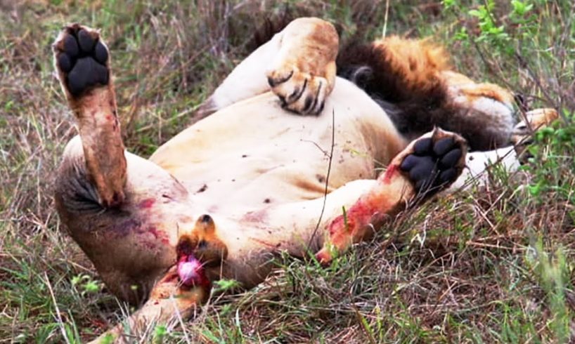 Injured Lion! What Happens Next in Nature | Animal Documentary