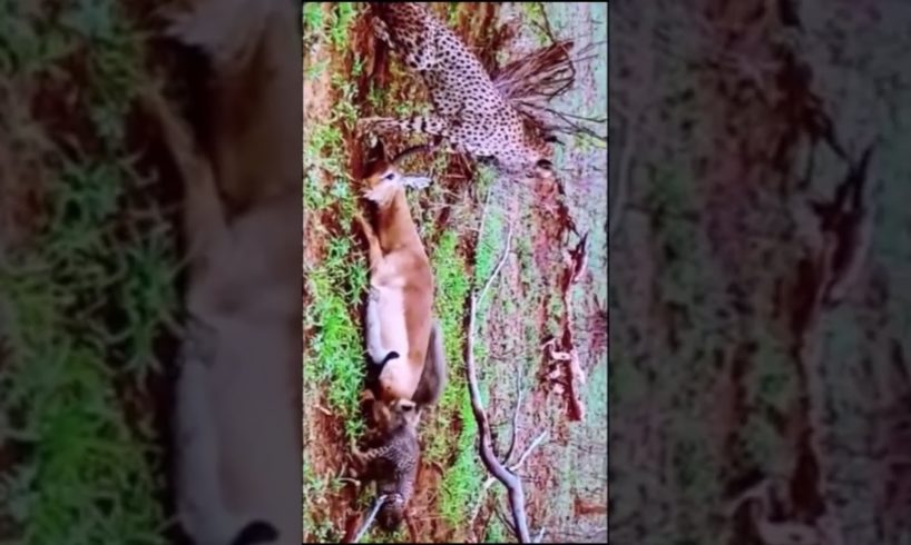 Is the deer too cunning or the leopard too stupid ? animal fight#shorts #viral #fight #youtube