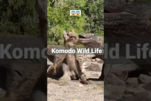 Komodo Dragon Bites the Deer Mouth Alive. 🦌😱 #shorts #animals