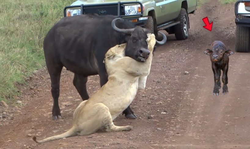 Lions Catch Buffalo Fight For Life .............. Wild Animal  Fights