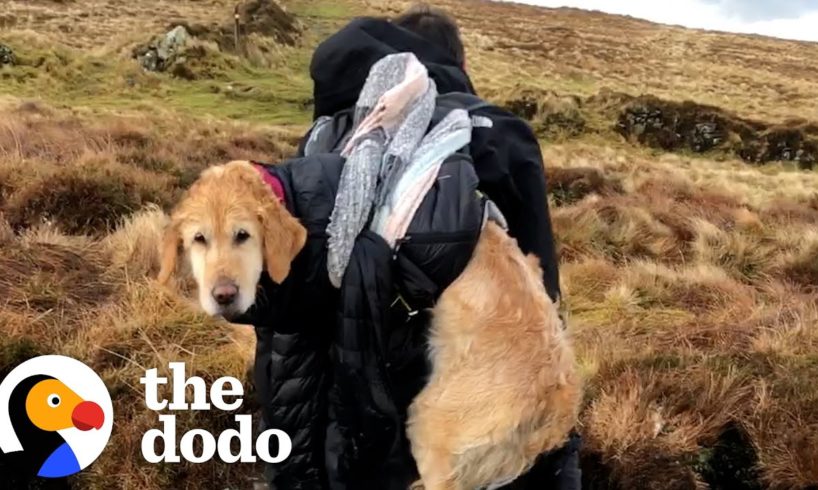 Lost, Freezing Dog Gets Carried 6 Miles Down A Mountain | The Dodo