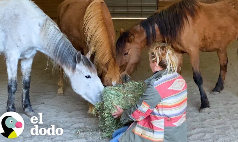 Mujer salva un caballo y termina rescatando 200 animales más | El Dodo