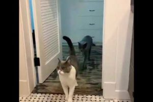 😀 OMG SO Funny Cats Playing And fighting 😀#viral #funny #cat #pets #animals #shorts