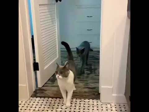 😀 OMG SO Funny Cats Playing And fighting 😀#viral #funny #cat #pets #animals #shorts