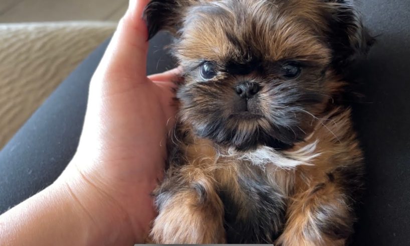 OMG She is so Cutest Puppy || Imperial Shih Tzu Puppy