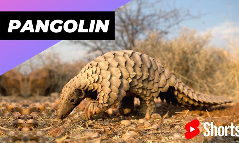 Pangolin 🦔 One Of The Cutest And Most Exotic Animals In The World #shorts