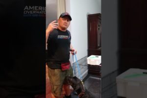 Part (1) Teaching puppy how to go back into crate #animals #cane #canecorso #canecorsoitaliano