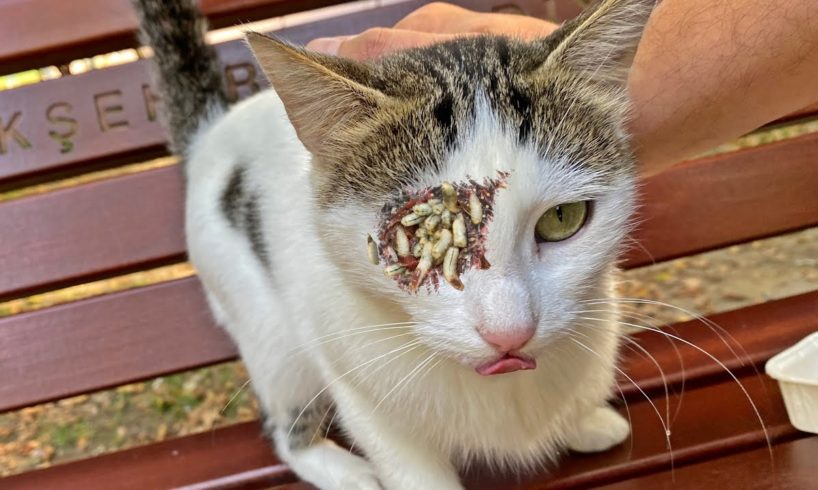 Pathetic Cat Living on the Street Was So Happy to See Me