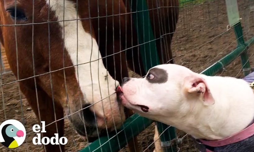 Perrita asustada de los perros es la mejor amiga de los animales de granja | Puro Pitbull | El Dodo