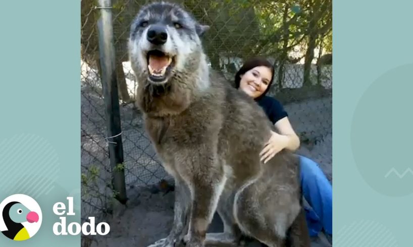 Perro lobo que gruñe a todos se acurruca con su mejor amiga I El Dodo | El Dodo