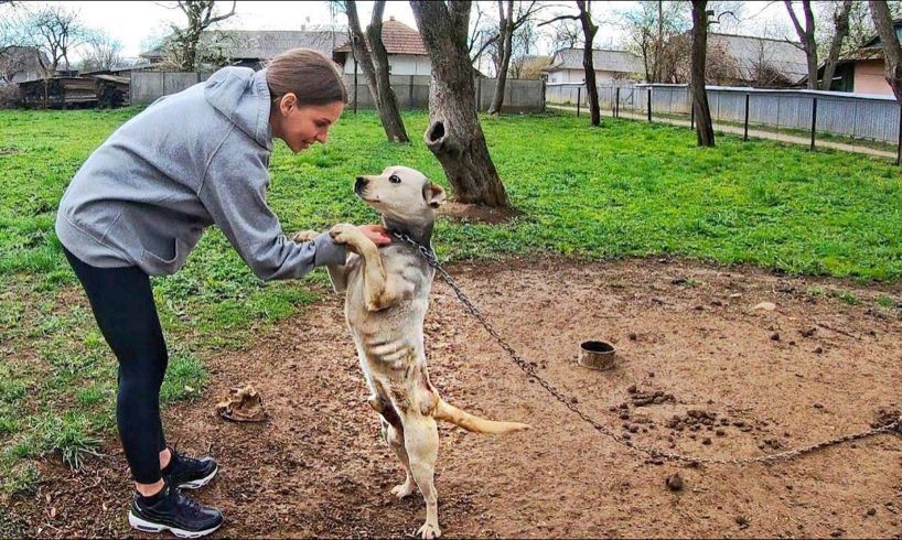 Pit Bull Starved on Heavy Chain all his Life! He Grabbed my Hand and Asked to Rescue Him