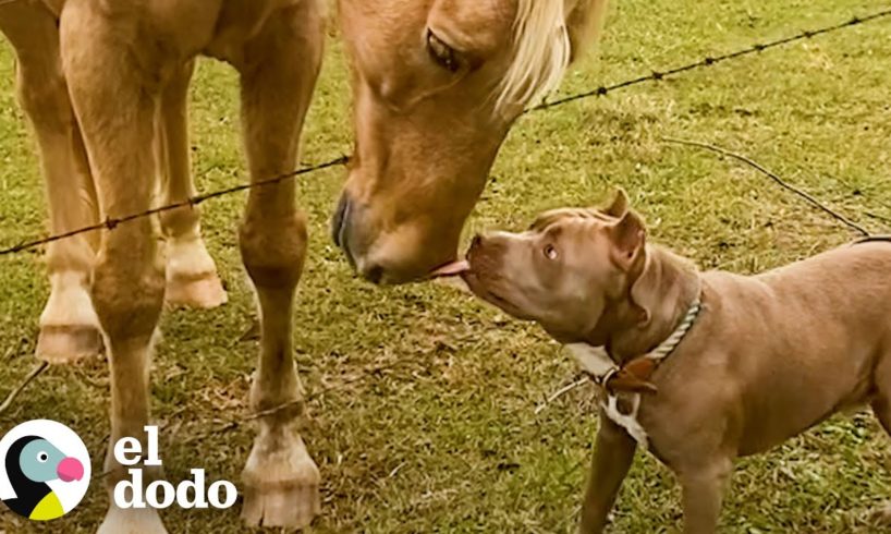 Pitbull rescatado de un refugio no puede dejar de besar a su nueva hermana | Puro Pitbull | El Dodo