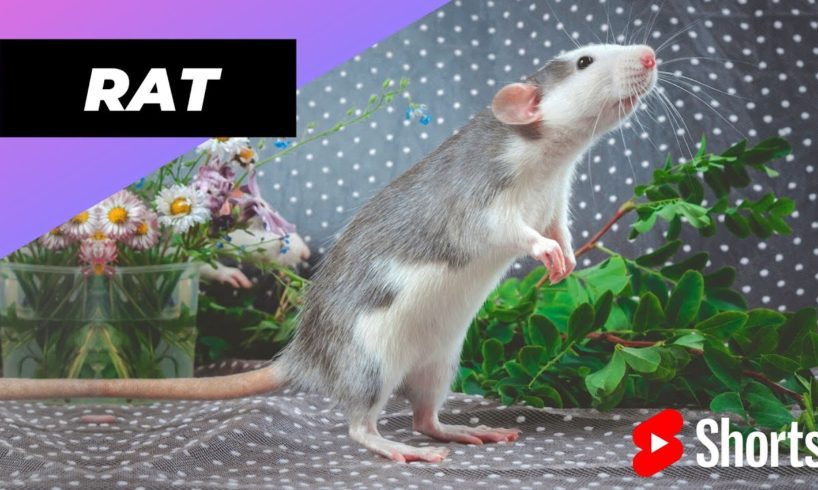 Rat 🐀 One Of The Most Intelligent Animals In The World #shorts