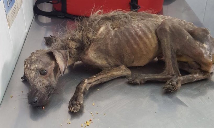 Rescue Sick Puppy Starving On The Street & AMAZING Transformation