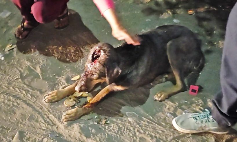 Rescue of dog with massive hole in his head...