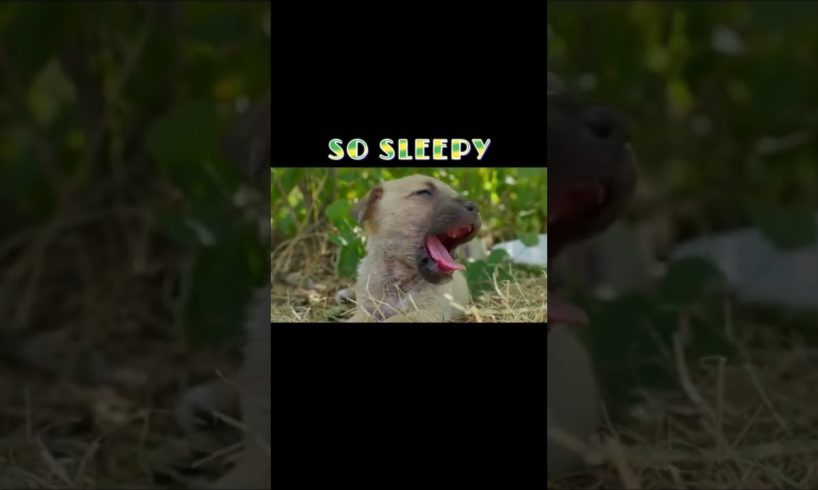 So sleepy Animals That Asked People for Help - KAPA #shorts