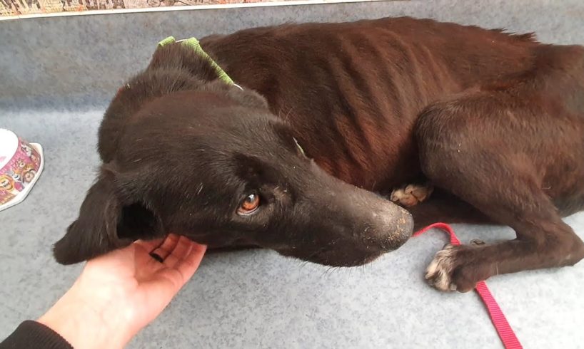 Starving Dog Rescued From Filthy Garage Yard Turns Into Amazing Labrador