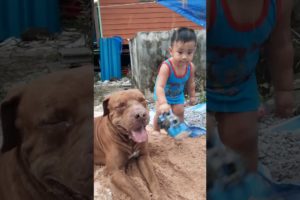 Stay with me||play with me#shorts#animals #fun #dog #pitbull #love