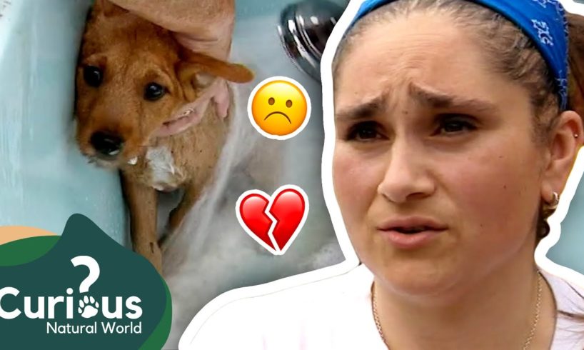 The CUTEST Puppies That Aren't Being Properly Cared For! 😡🥺 | Curious?: Natural World