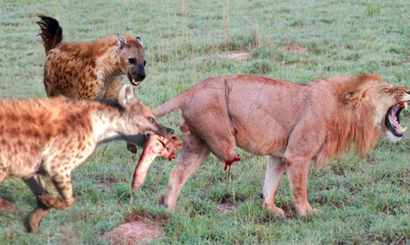 The Lion's Leg Was Bitten Off By Hyena During A Fierce Confrontation Over Food - Lion Vs Hyenas