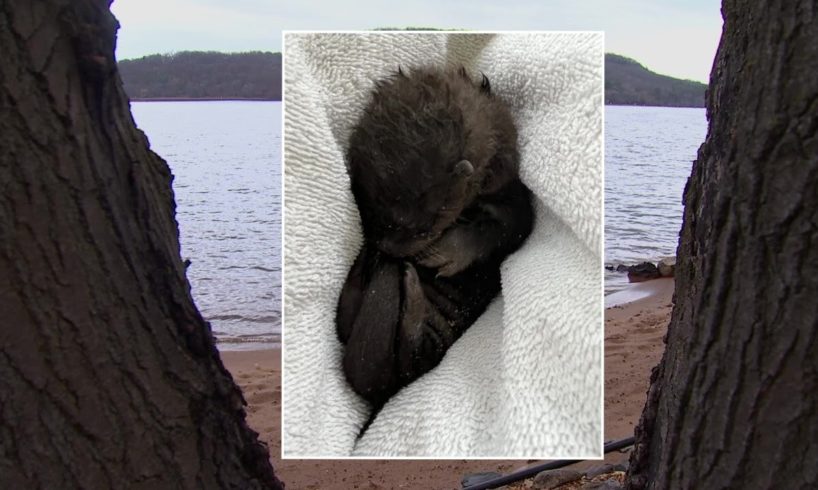 Three-Legged Dog Rescues Baby Otter From St. Croix River