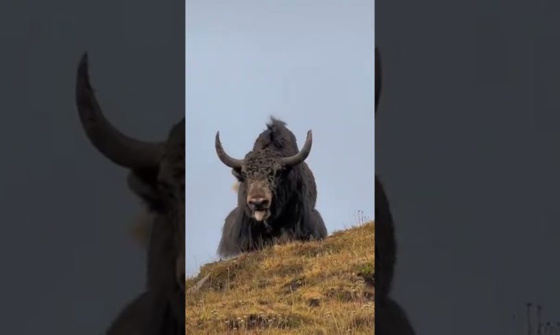 Tibetan yaks voice is very rough. #biganimals #yak #animals #shorts #wildlife