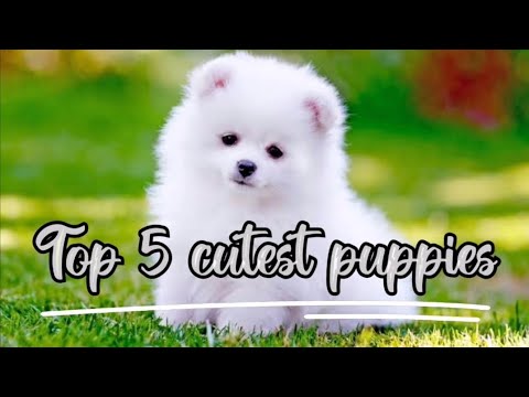 Top 5 cutest Puppies #puppylove #puppy #cute  #dogs