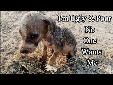 Trying to save life of poor PUPPY rescue #32 #puppy