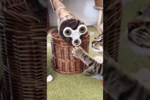 Two Cats Playing with Fidget Spinners #funnycats #cat #funny #animals #viral #shorts