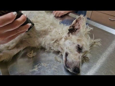 Two small dogs abandoned on the streets helpless . (part 2)