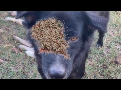 WOWW ! !  Stray Dog Can't Wait To Eat When he Sees Me / Animal Rescue Video 2022