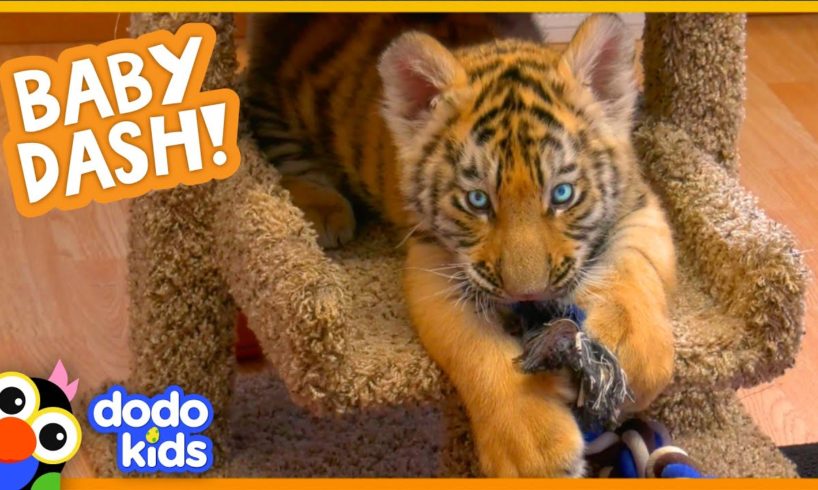 Watch This Baby Tiger Go From Cranky And Tiny To Brave And Big | Baby 2 Big | Dodo Kids