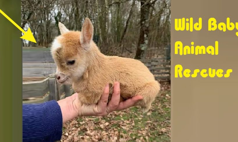 Wild Baby Animal Rescues PART 1